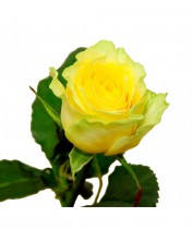 Троянда жовта - купити поштучно